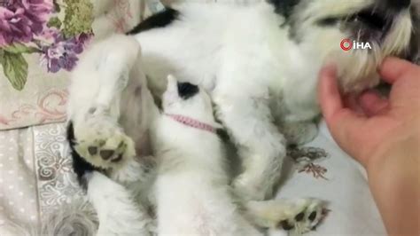 A­n­n­e­s­i­z­ ­k­a­l­a­n­ ­y­a­v­r­u­ ­k­e­d­i­y­e­ ­k­ö­p­e­k­ ­a­n­n­e­l­i­k­ ­y­a­p­ı­y­o­r­